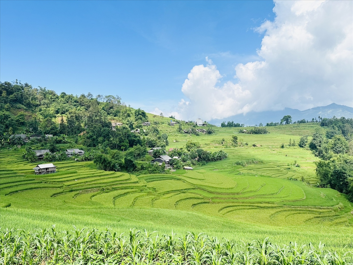 Chiêm ngưỡng vẻ đẹp ruộng bậc thang mùa lúa xanh ở Hoàng Su Phì