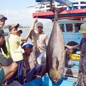Phú Yên nỗ lực gỡ thẻ vàng và phát triển bền vững ngành thủy sản
