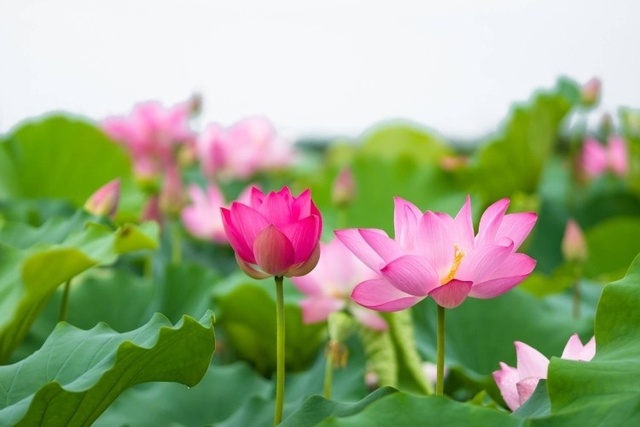 Tử vi ngày 19/8/2024: Tuổi Dậu năng lượng lạc quan, tuổi Mão thành quả giá trị