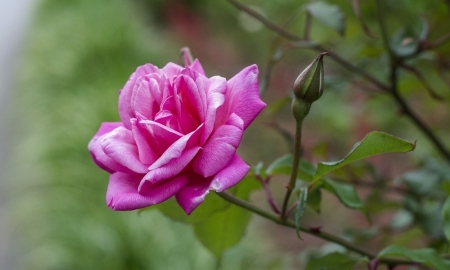 Tử vi ngày 21/8/2024: Tuổi Thìn bước đệm hoàn hảo, tuổi Tuất công việc khởi sắc