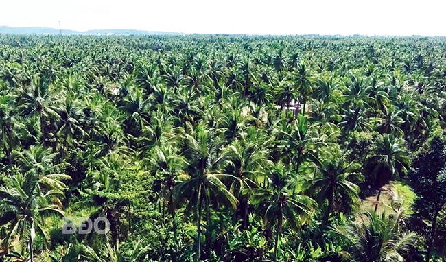 Hoài Nhơn - tình biển, xứ dừa, cao nguyên xanh