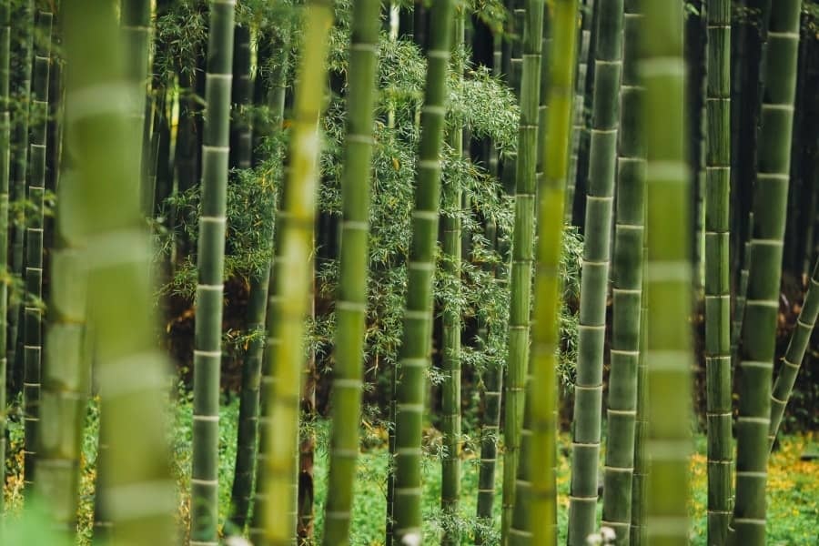 Bamboo Capital góp vốn thành lập Công ty cổ phần BCG Eco về trồng rừng