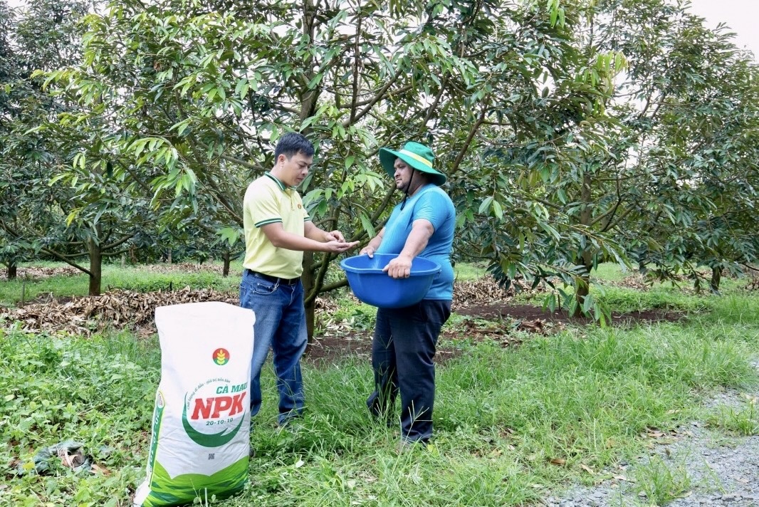 Phân bón Cà Mau đồng hành nâng cao giá trị sầu riêng Việt Nam