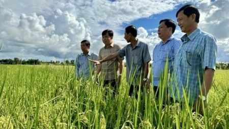 Nông dân Cà Mau canh tác lúa thân thiện môi trường