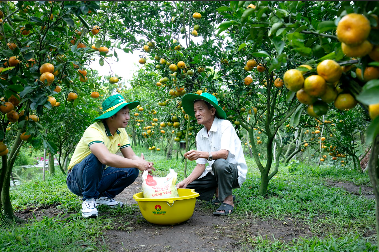 Phân bón Cà Mau: Kỹ thuật trao tay. Vượt khó khăn ngay