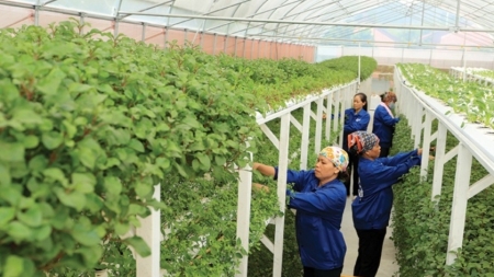 Nhiều lợi ích khi áp thuế giá trị gia tăng với phân bón