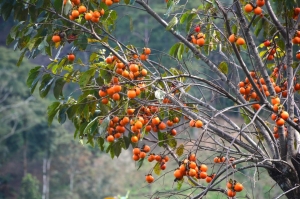 Ngọt ngào mùa hồng cao nguyên