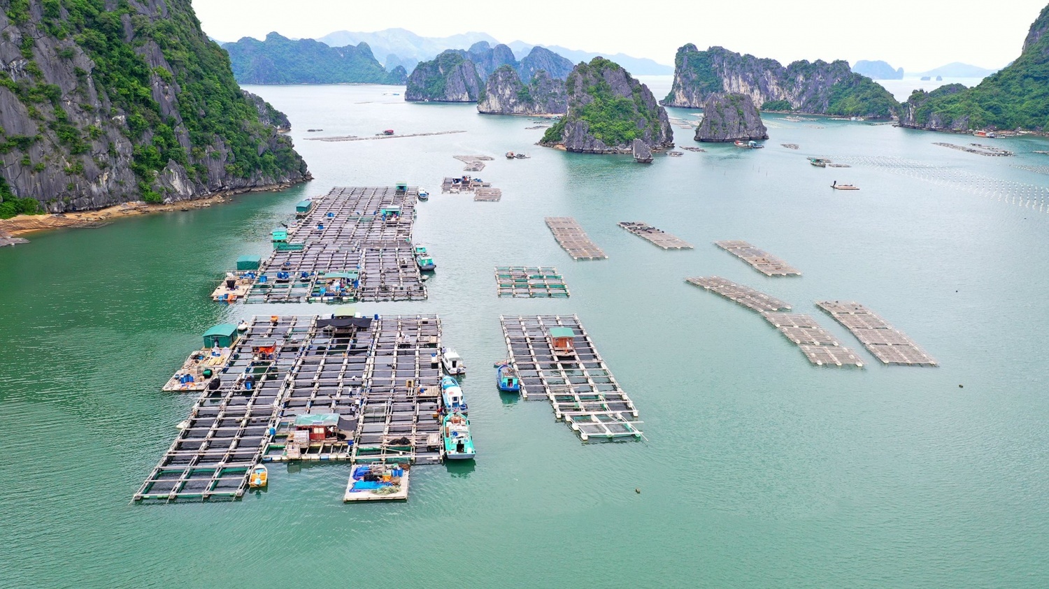 Khai phá tiềm năng phát triển bền vững nghề nuôi biển ở Việt Nam