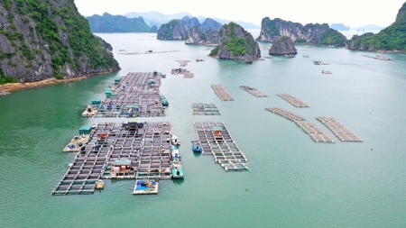 Khai phá tiềm năng phát triển bền vững nghề nuôi biển ở Việt Nam