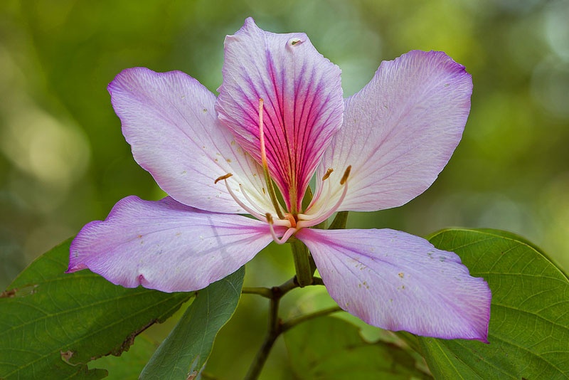 Tử vi ngày 13/12/2024: Tuổi Ngọ đánh giá chuẩn xác, tuổi Thìn tinh thần thoải mái