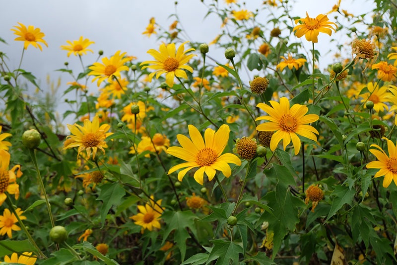 Tử vi ngày 13/12/2024: Tuổi Ngọ đánh giá chuẩn xác, tuổi Thìn tinh thần thoải mái