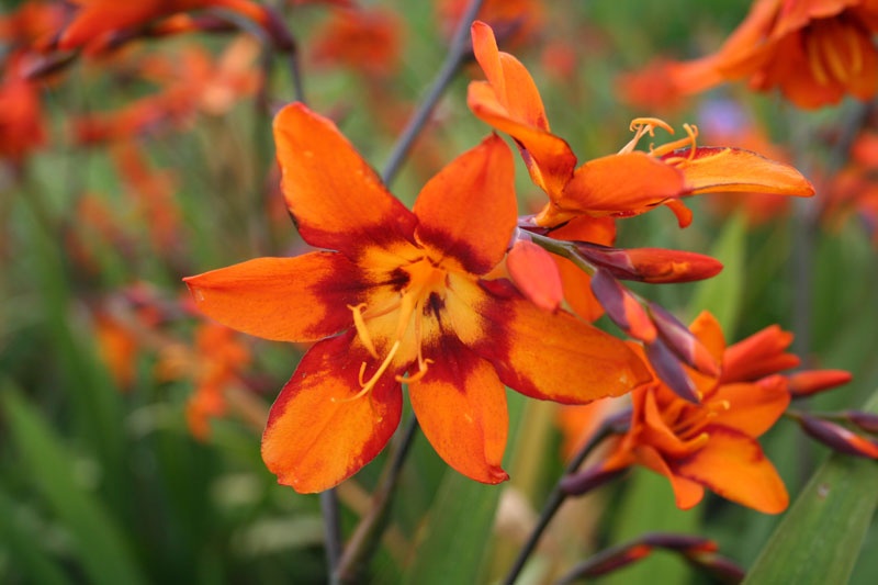 Tử vi ngày 18/12/2024: Tuổi Mão tâm thế tự tin, tuổi Thìn tài lộc may mắn