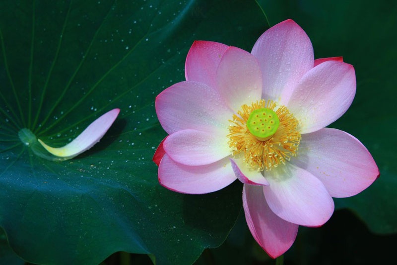 Tử vi ngày 18/12/2024: Tuổi Mão tâm thế tự tin, tuổi Thìn tài lộc may mắn