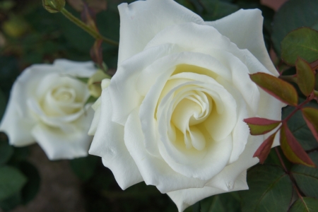 Tử vi ngày 18/12/2024: Tuổi Mão tâm thế tự tin, tuổi Thìn tài lộc may mắn