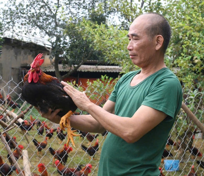 Mía số 1 Dabaco, màu đỏ may mắn và niềm hy vọng cho “gà nội”