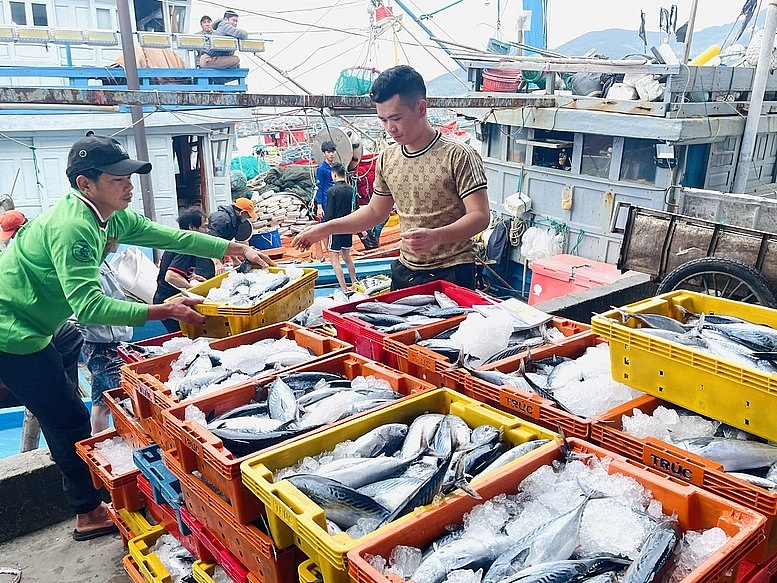 Ngư dân miền Trung nhộn nhịp vụ cá Tết