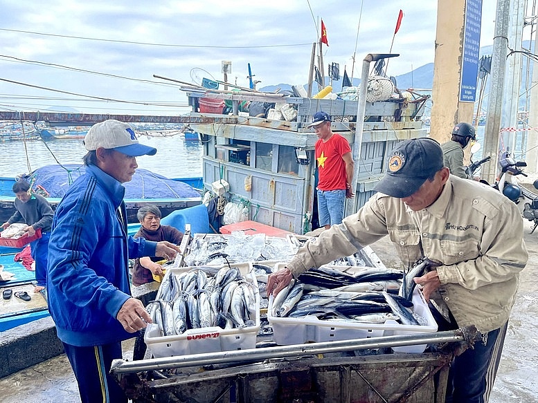Ngư dân miền Trung nhộn nhịp vụ cá Tết