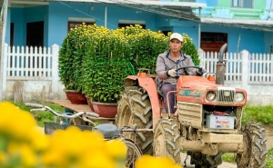 "Thủ phủ" hoa cúc miền Trung rộn ràng những ngày giáp Tết