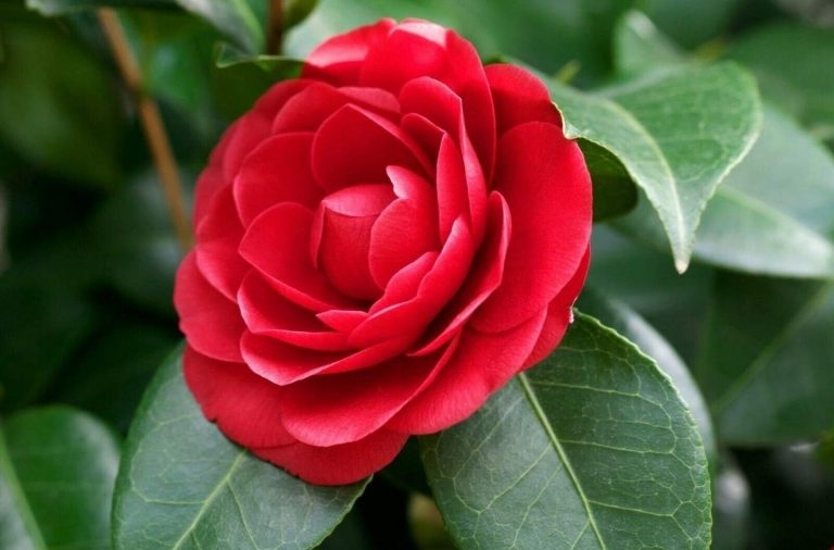 Tử vi ngày 27/1/2025: Tuổi Tý nhân duyên tốt đẹp, tuổi Thìn sự nghiệp suôn sẻ