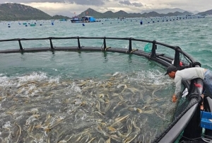 Thí điểm phát triển nuôi biển công nghệ cao tại Khánh Hòa