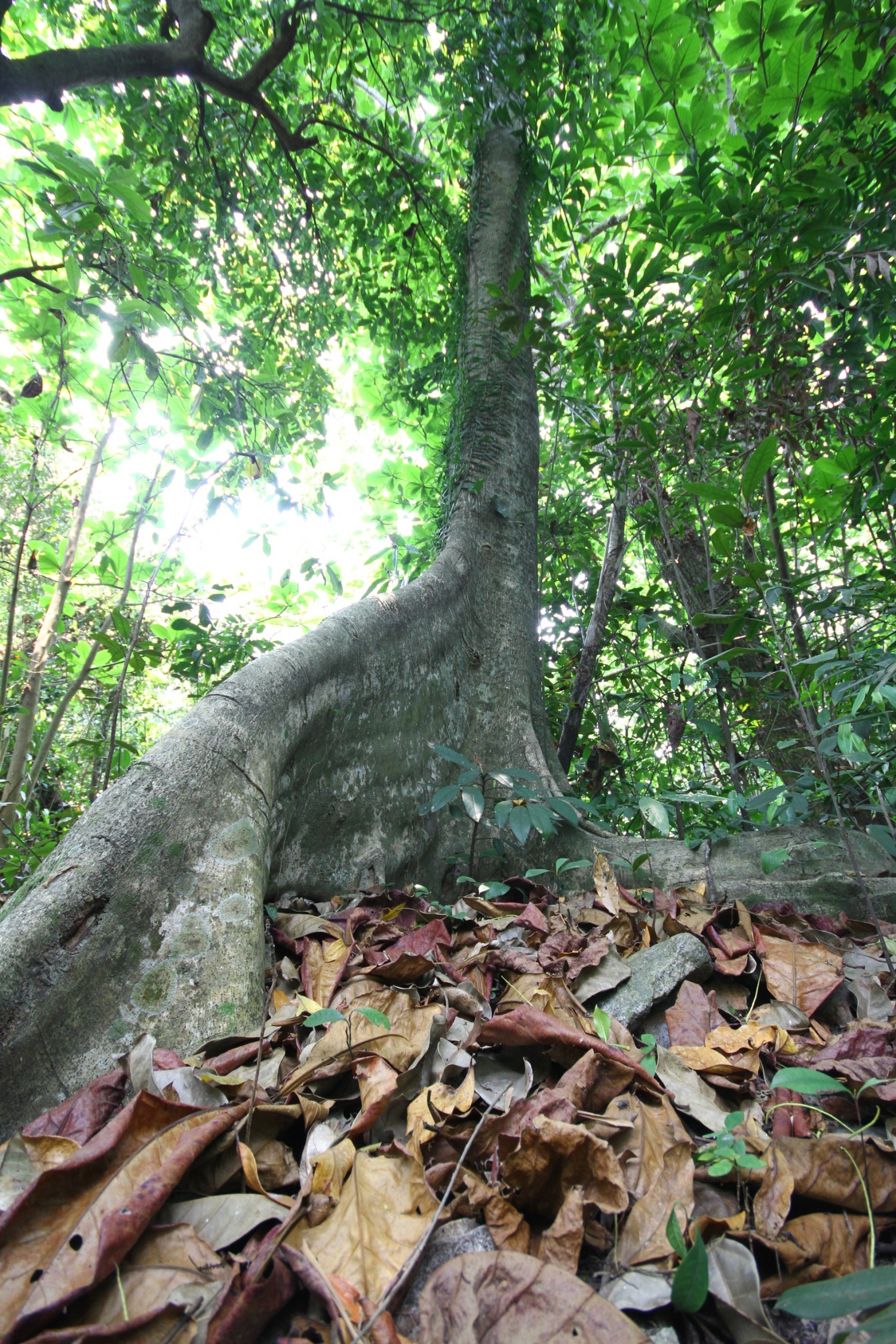 Những huyền sử về khu rừng thiêng 