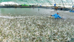 Cần thay đổi sản xuất để phát triển ngành tôm bền vững