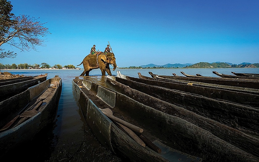 Sống lại plung