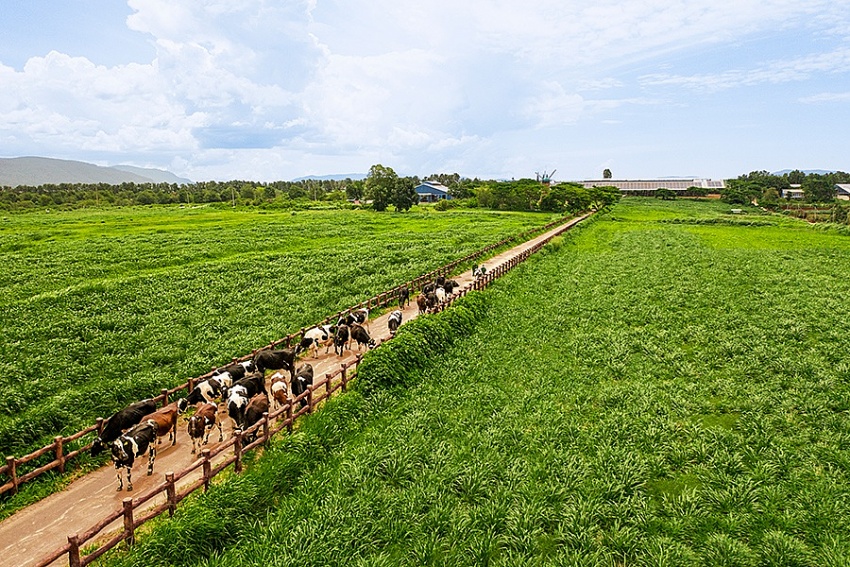 Đổi mới, tự chủ và quyết liệt - Điểm chung trong gần 50 năm phát triển của TP HCM và Vinamilk