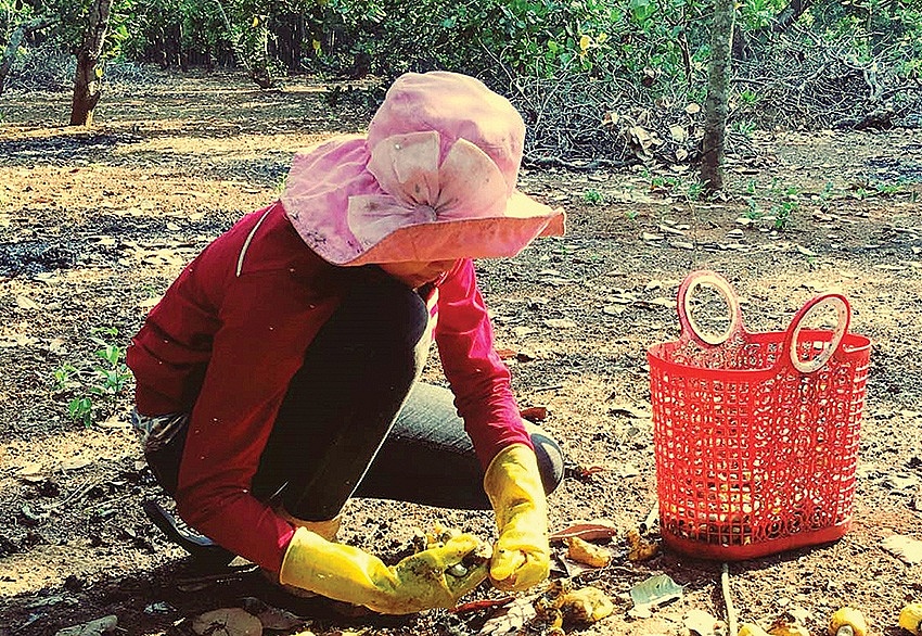 Mùa nhặt trái vàng