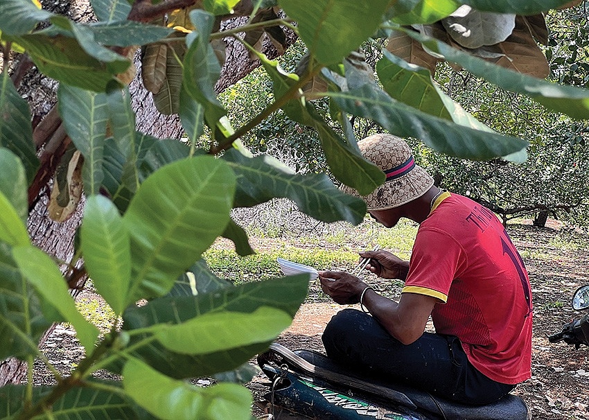 Mùa nhặt trái vàng