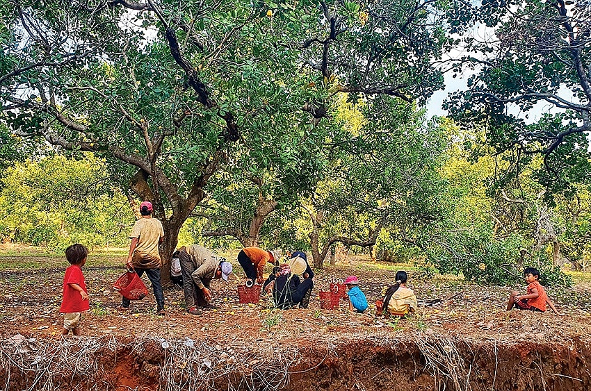 Mùa nhặt trái vàng