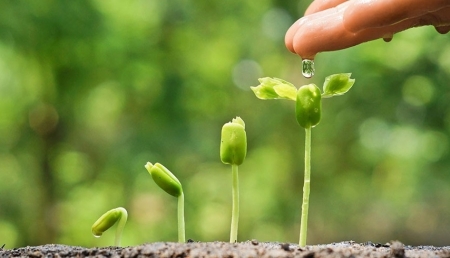 Gieo điều bình dị