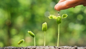 Gieo điều bình dị