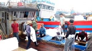 TP Huế: Xử lý triệt để tàu cá bốc dỡ hàng tại cảng chưa được chỉ định