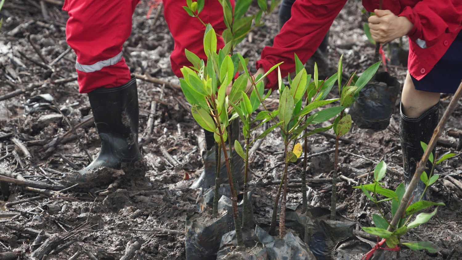 Petrovietnam phát động trồng cây rừng ngập mặn tại Cà Mau hưởng ứng Ngày Môi trường Thế giới