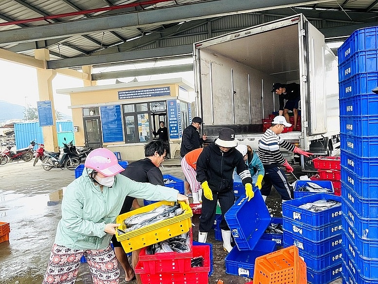 Đà Nẵng siết chặt quản lý 147 tàu cá chưa đủ điều kiện hoạt động