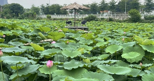 Chính thức mở link đăng ký Giải chạy "Vì cộng đồng không ma túy"