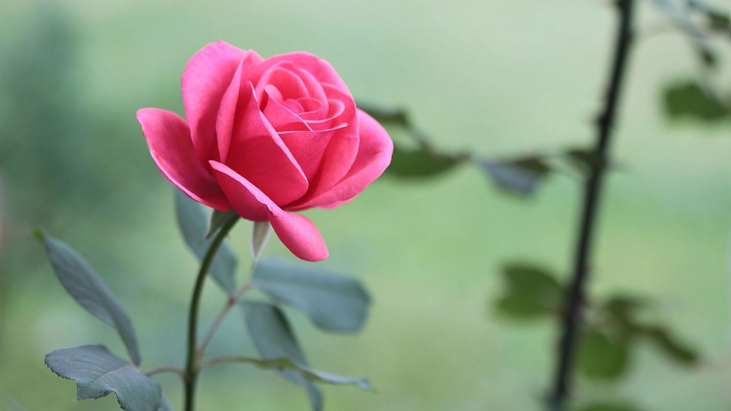 Tử vi tuần mới (23-29/6/2025): Tuổi Ngọ sự nghiệp phát triển, tuổi Thân nhân duyên khởi sắc