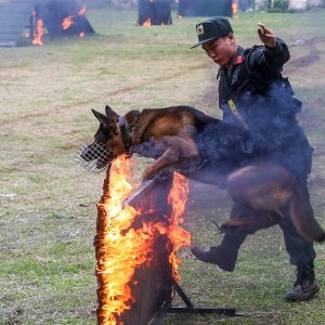 [Chùm ảnh] Mãn nhãn màn diễn tập của lực lượng cảnh khuyển