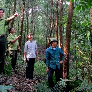 Dự thảo Nghị định mới hợp pháp hóa quyền bán carbon rừng cho doanh nghiệp