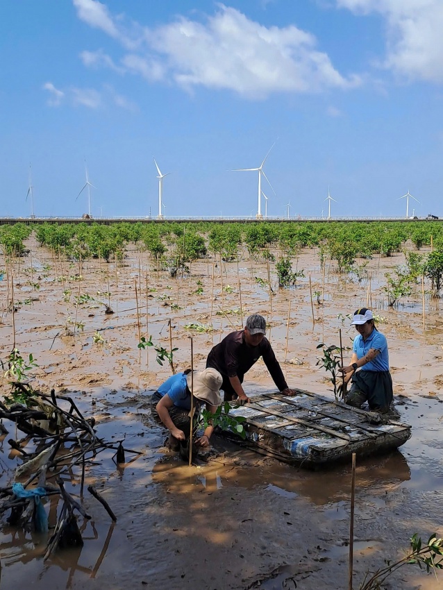 BIENDONG POC trồng 5 hecta rừng ngập mặn tại Cần Thơ