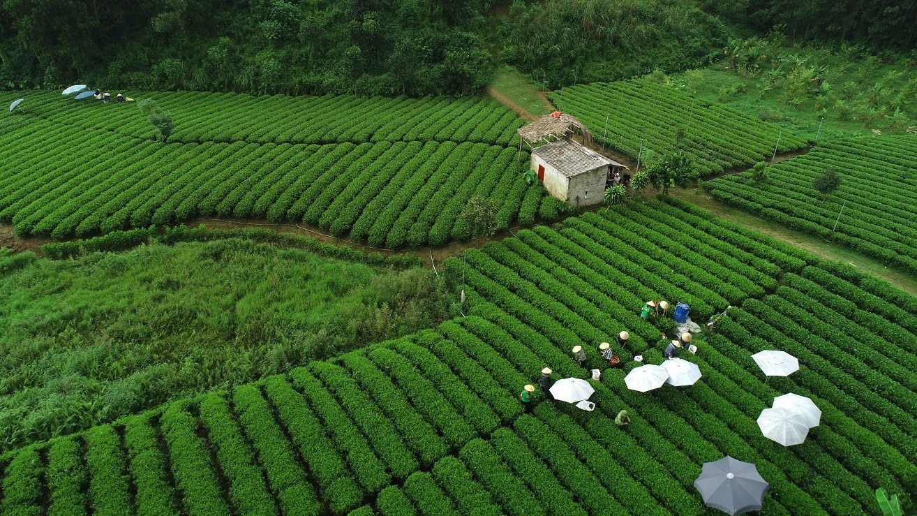 Đâu là giá trị đột phá của Trà Xanh Không Độ?