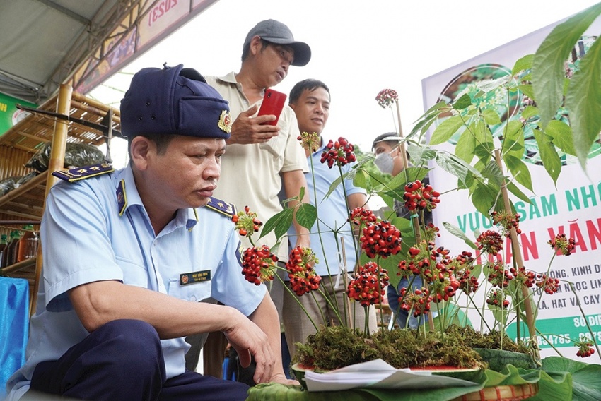 Chuyện về những người soi sâm
