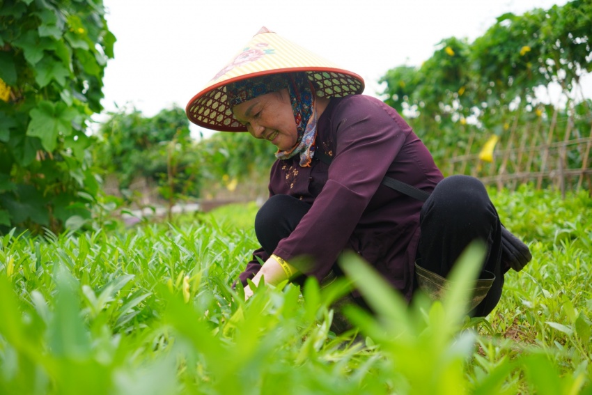 Nông dân kết hợp canh tác với du lịch: Tạo đòn bẩy nâng giá trị nông nghiệp