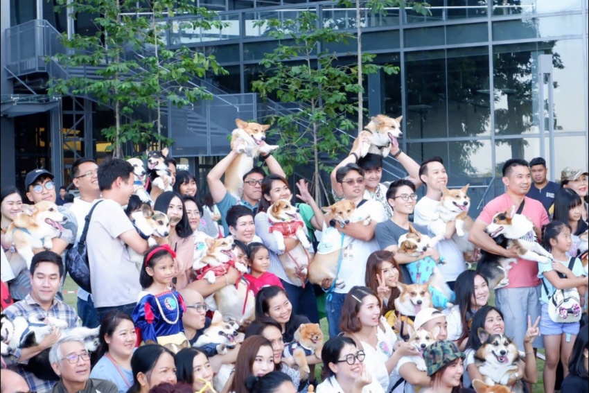 Nuôi thú cưng để giảm stress - Tại sao không?