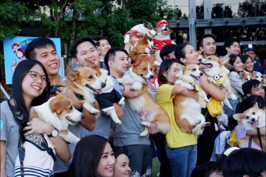 Nuôi thú cưng để giảm stress - Tại sao không?