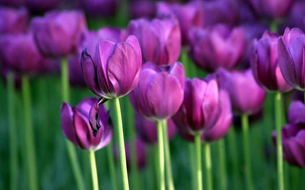 Tử vi tuần mới (8-14/9/2025): Tuổi Tuất tài vận dồi dào, tuổi Sửu tình duyên viên mãn Tử vi tuần mới (8-14/9/2025): Tuổi Tuất tài vận dồi dào, tuổi Sửu tình duyên viên mãn