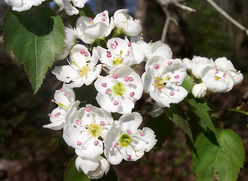 Tử vi tuần mới (8-14/9/2025): Tuổi Tuất tài vận dồi dào, tuổi Sửu tình duyên viên mãn Tử vi tuần mới (8-14/9/2025): Tuổi Tuất tài vận dồi dào, tuổi Sửu tình duyên viên mãn