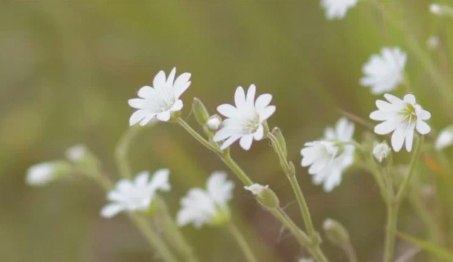 Tử vi tuần mới (15-21/9/2025): Tuổi Tý bước tiến khả quan, tuổi Ngọ thành công nối tiếp