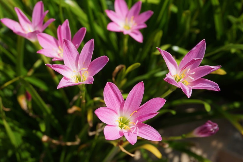 Tử vi tuần mới (22-28/9/2025): Tuổi Mão phong độ ổn định, tuổi Mùi thành công liên tiếp